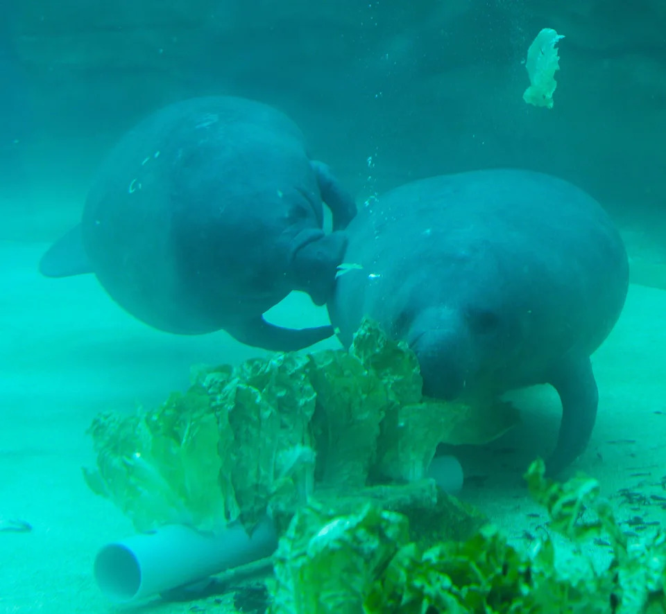 Francesco and Cullen feed on lettuce at the J. Wayne and Delores Barr Weaver Manatee River Habitat and VyStar SkyScape Entrance Tuesday March 3, 2026 at the Jacksonville Zoo and Botanical Gardens in Jacksonville, Fla. [Doug Engle/Florida Times-Union]