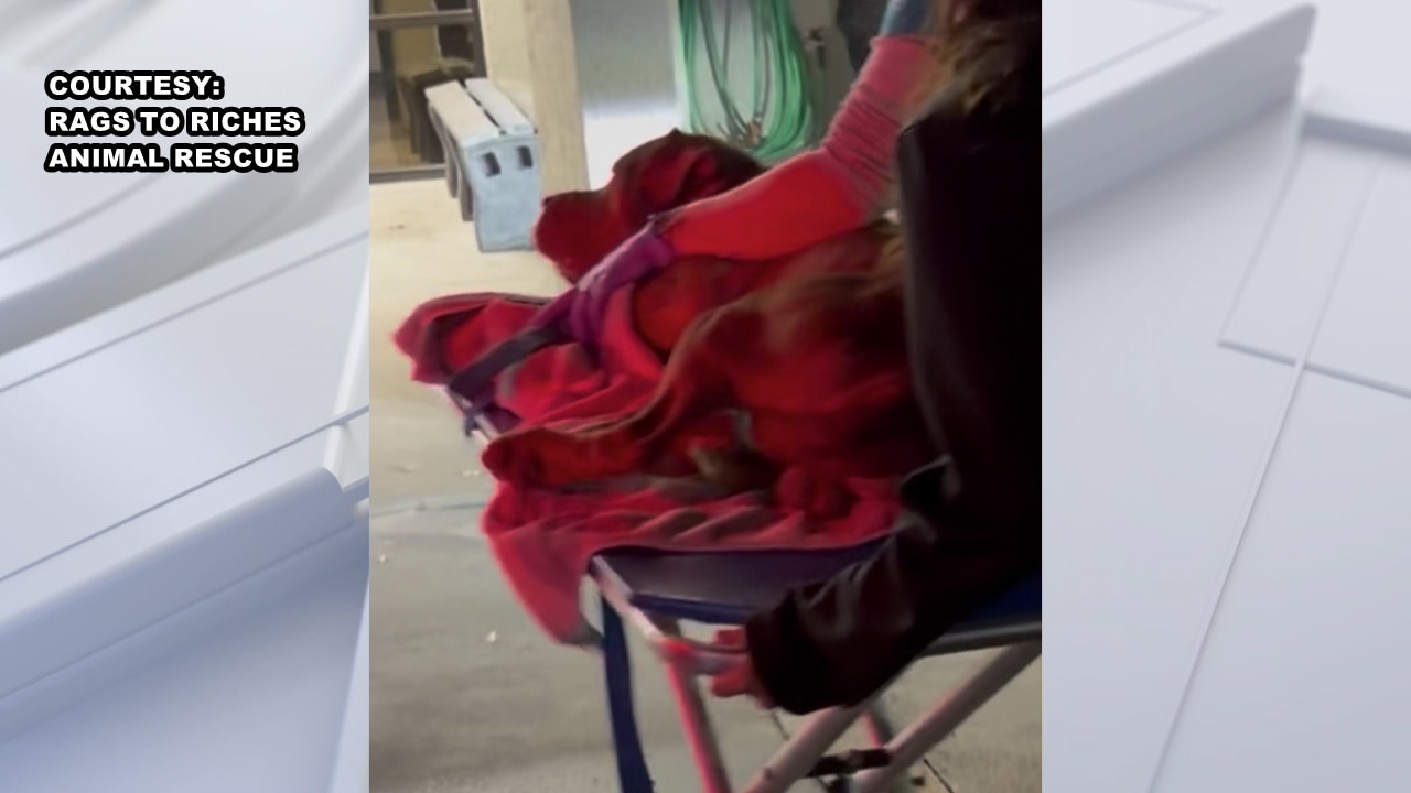 Dogs dumped in Largo