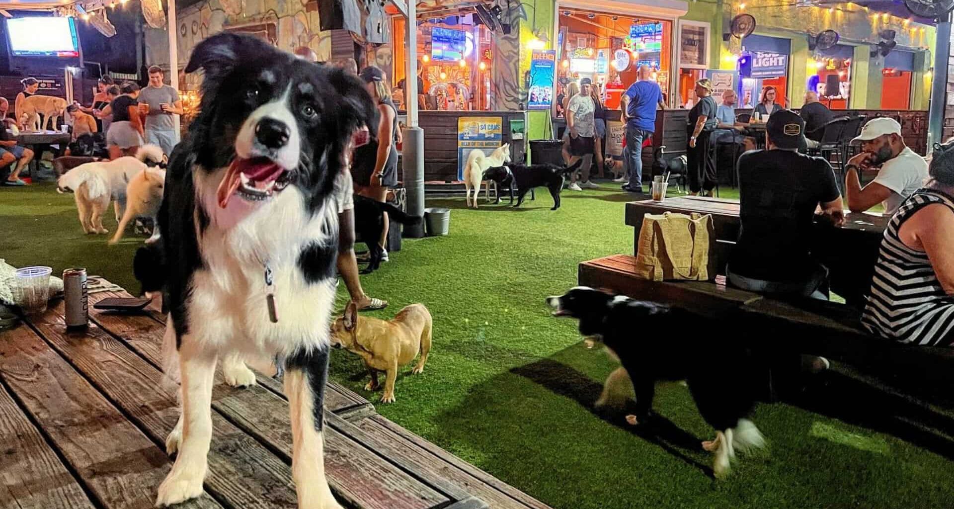 Grand Central favorite The Dog Bar celebrates 10 years in St. Pete
