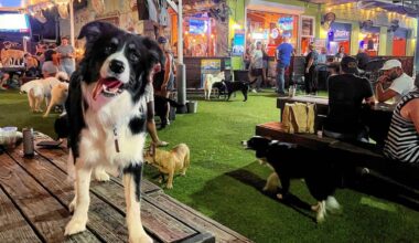 Grand Central favorite The Dog Bar celebrates 10 years in St. Pete