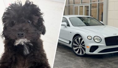 Police look for Bentley stolen with dog inside in Fort Lauderdale – NBC 6 South Florida