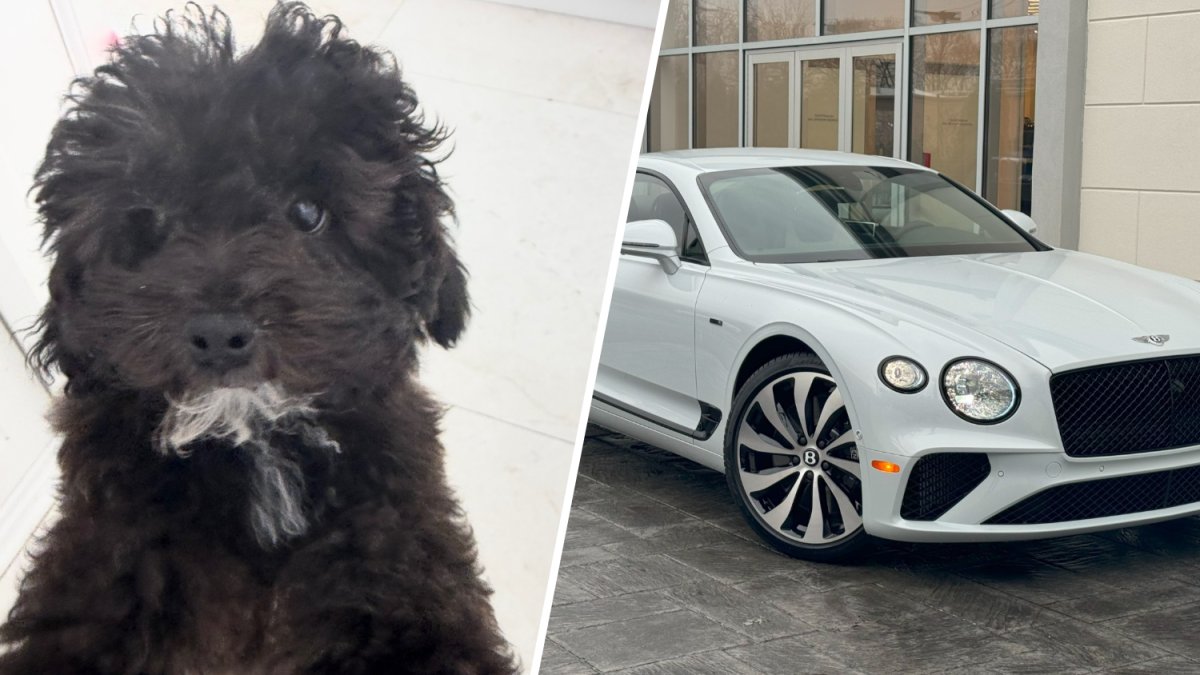 Police look for Bentley stolen with dog inside in Fort Lauderdale – NBC 6 South Florida