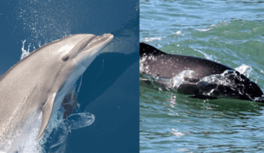 Florida can't decide if its official saltwater mammal is a dolphin or a porpoise