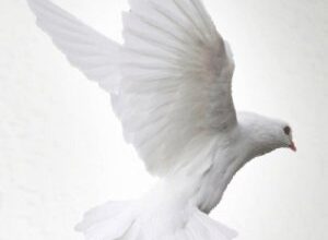 Obituary for Orlando Mills | Rainey Mortuary Service LLC