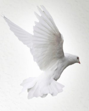 Obituary for Orlando Mills | Rainey Mortuary Service LLC