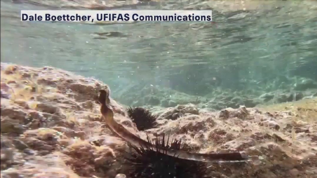 Baby sea urchins helping with ocean environment