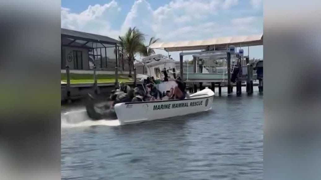 Mother and baby manatee rescued in Cape Coral canal after boat strike