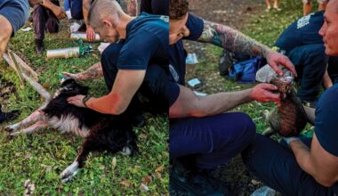 Cat and dog rescued from burning Northside home: JFRD