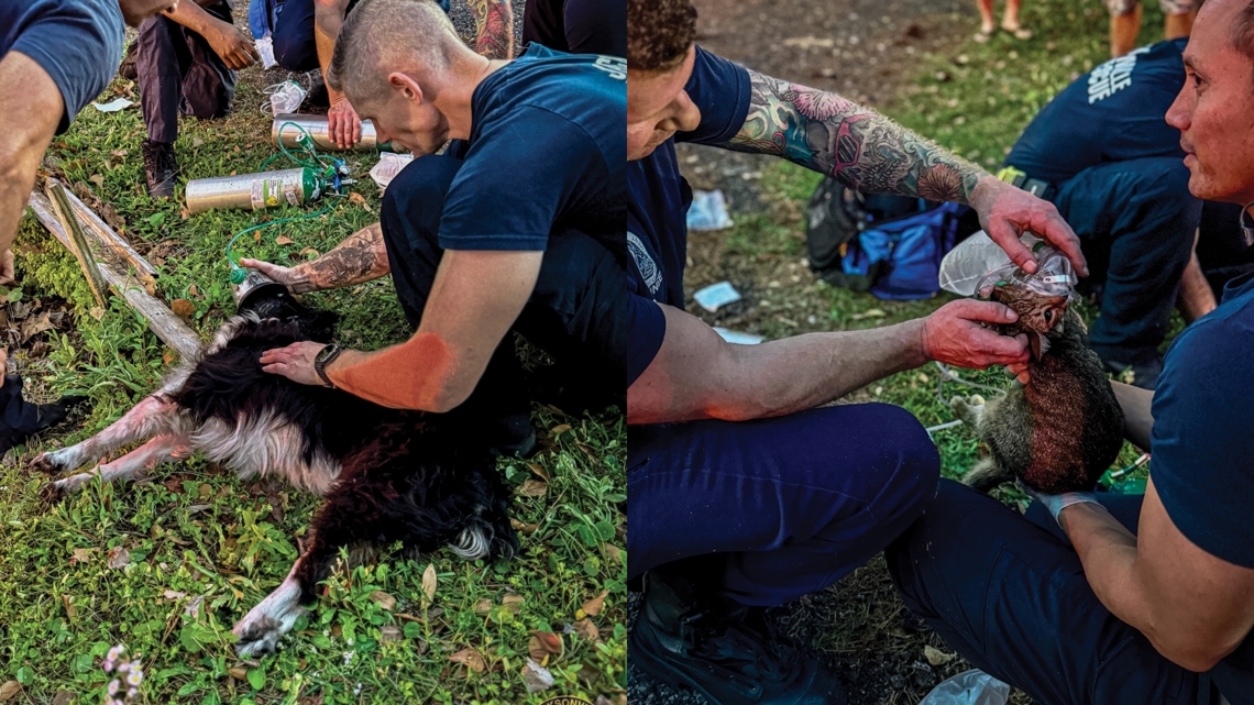 Cat and dog rescued from burning Northside home: JFRD