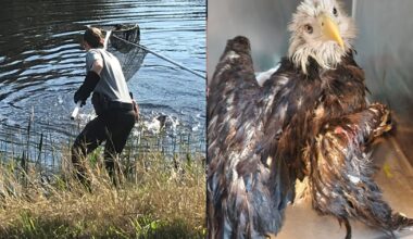Bald eagle rescued from alligator-filled Florida canal after crash-landing