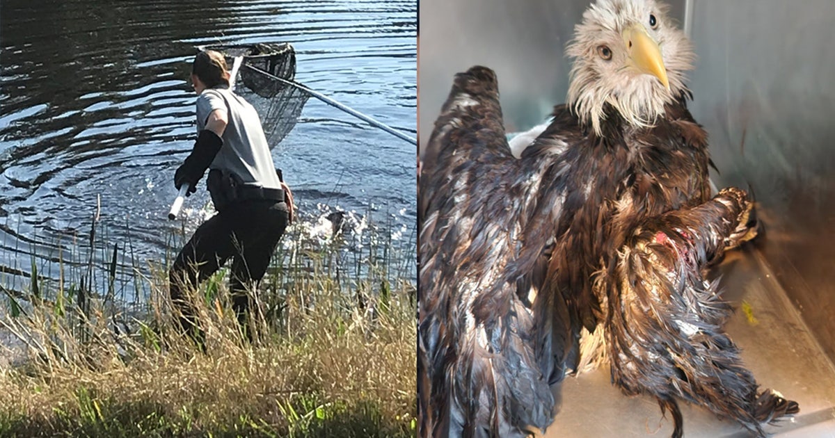 Bald eagle rescued from alligator-filled Florida canal after crash-landing