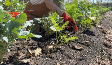 Eckerd College alumna comes back to grow community farm