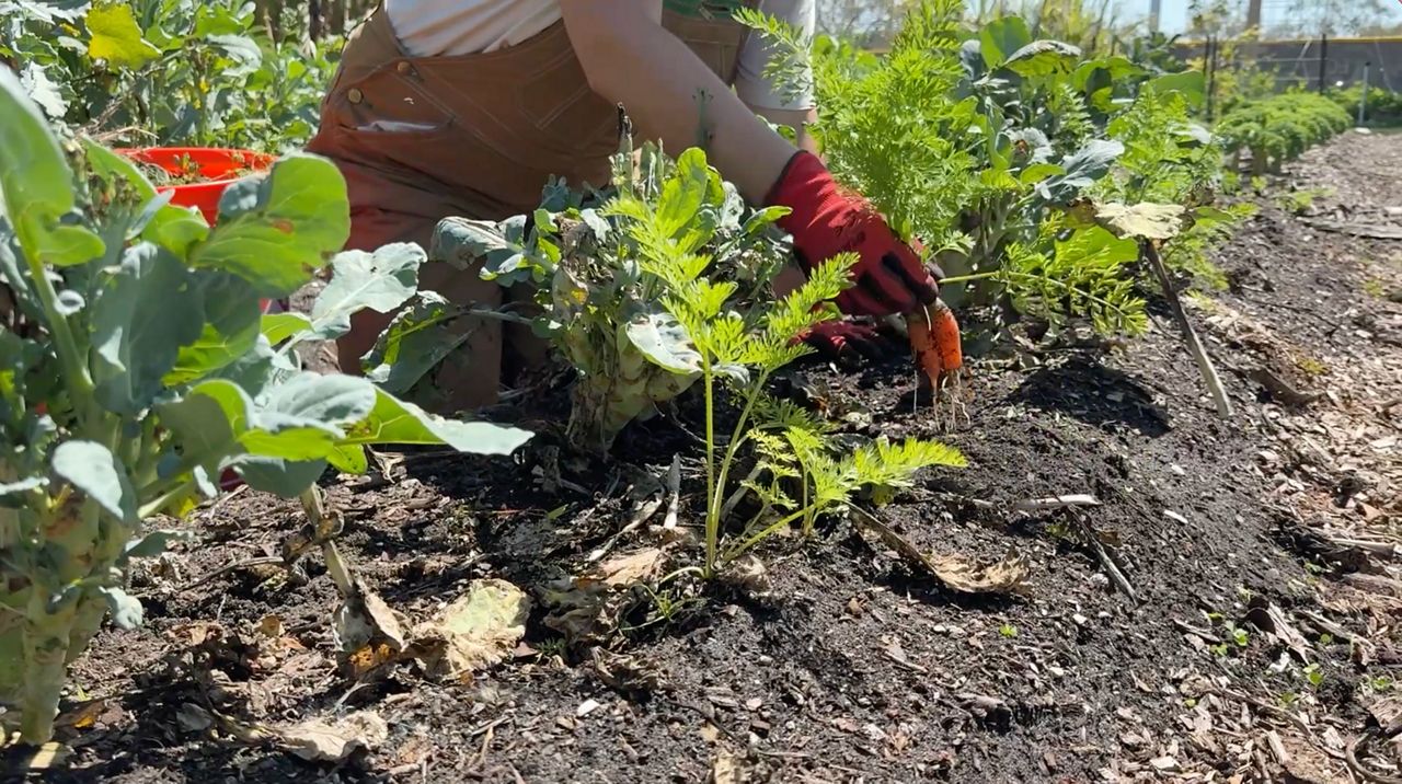 Eckerd College alumna comes back to grow community farm