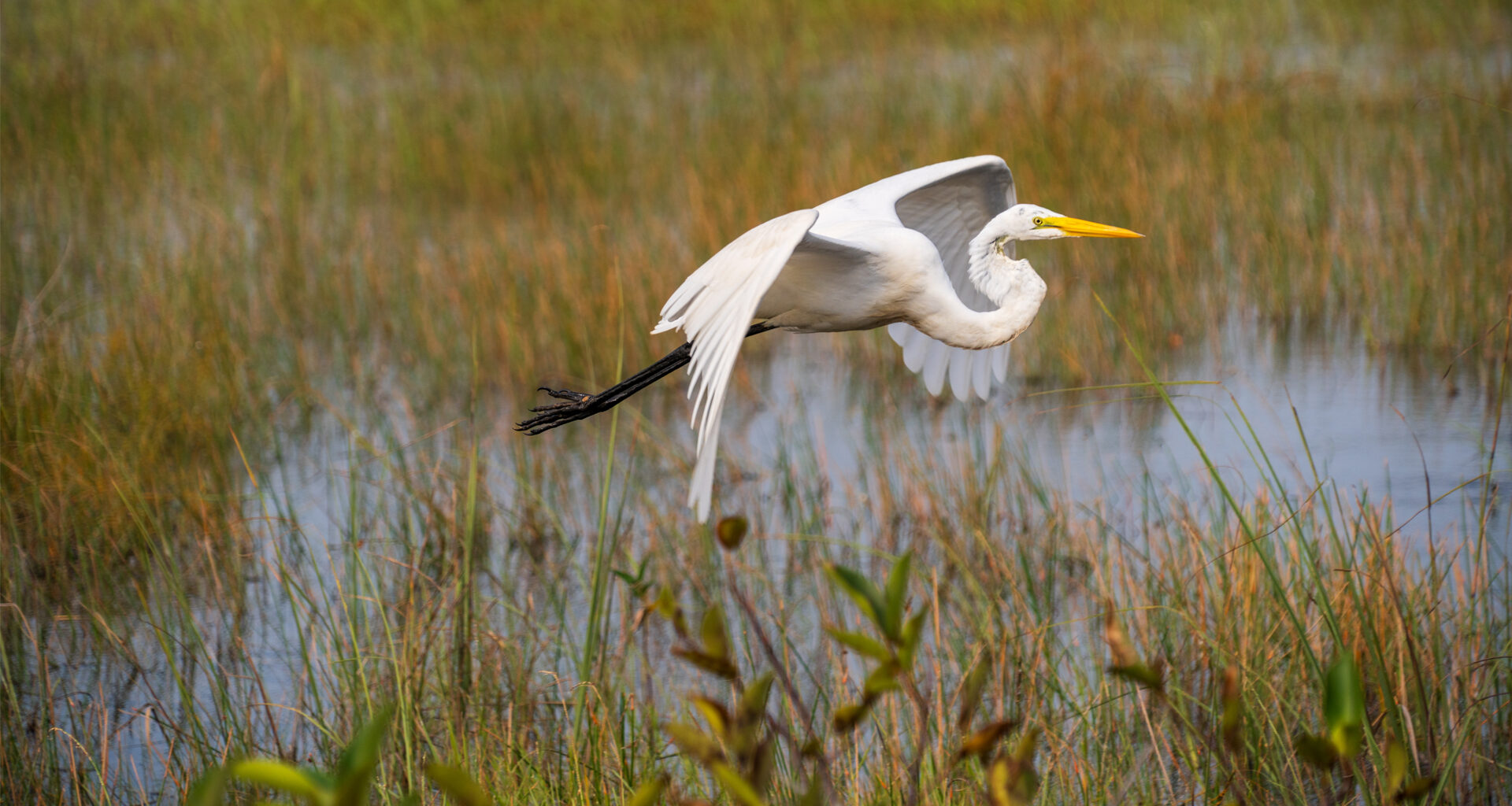 Everglades restoration strengthens South Florida’s climate resilience, study finds