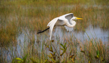 Everglades restoration strengthens South Florida’s climate resilience, study finds