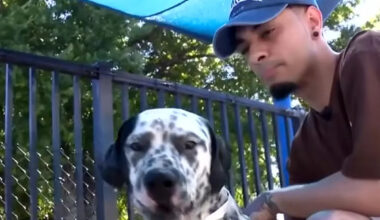 Abandoned Dog, Left Tied to Pole at Florida Gas Station, Gets Second Chance After Man Felt a Calling to Save Him