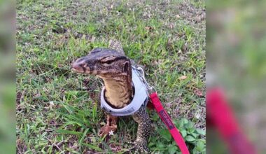 Florida man seeks help in finding missing pet Asian water monitor