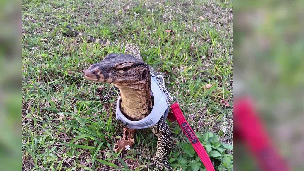 Florida man seeks help in finding missing pet Asian water monitor