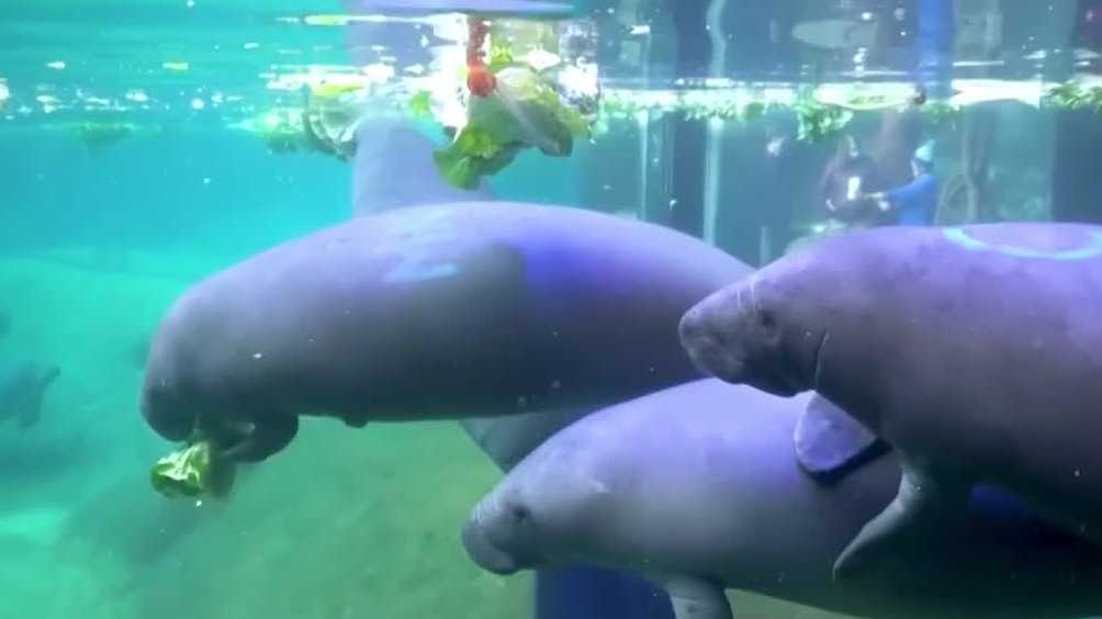 Florida cold snap blamed for increase in manatee deaths