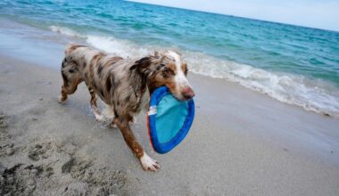 Is it legal to walk your dog on the beach in Jacksonville?