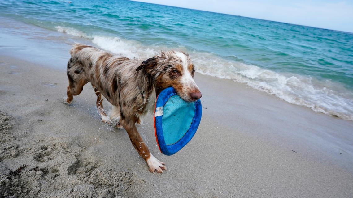 Is it legal to walk your dog on the beach in Jacksonville?
