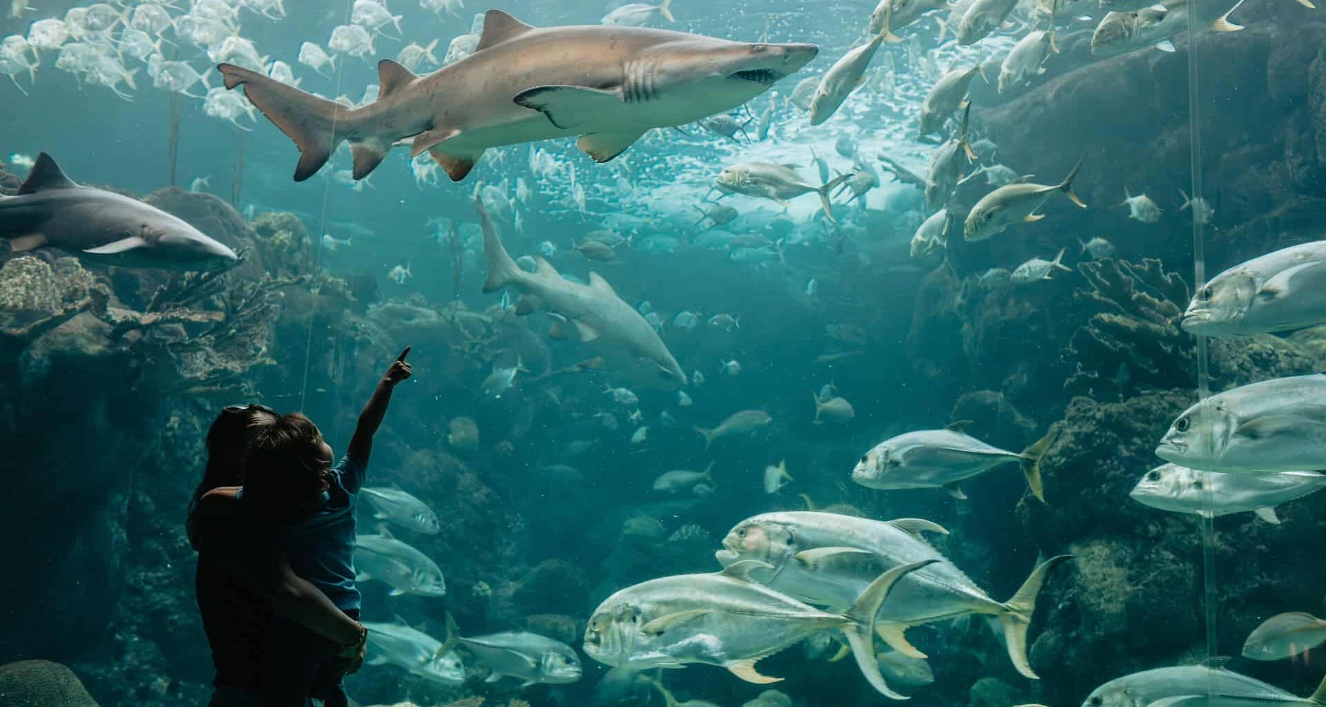 Animals at an aquarium