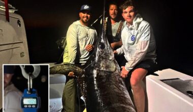 Captain hauls in nearly 500-pound sea giant after grueling battle, feeds most of town