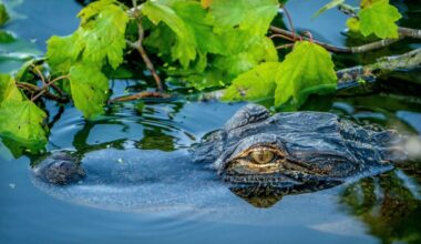 Florida Suspends Firm for Unlawfully Offshoring Claims Data