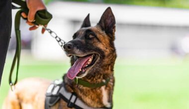 Central Florida K-9s compete in sheriff's association tournament