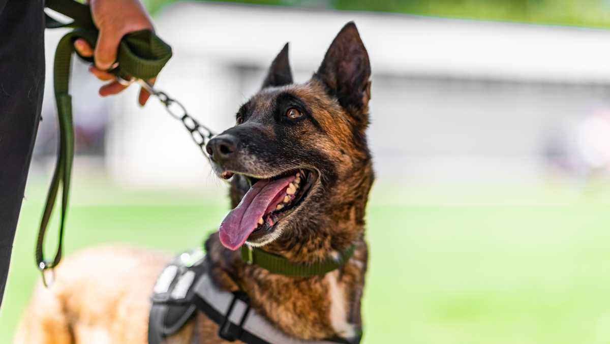 Central Florida K-9s compete in sheriff's association tournament