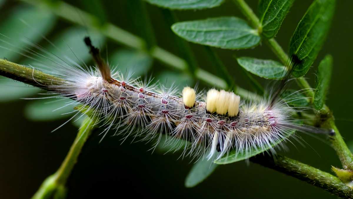 Skin-irritating ﻿tussock moth caterpillars return to Central Florida