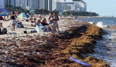 Smelly sargassum found on Fort Lauderdale, Florida beaches