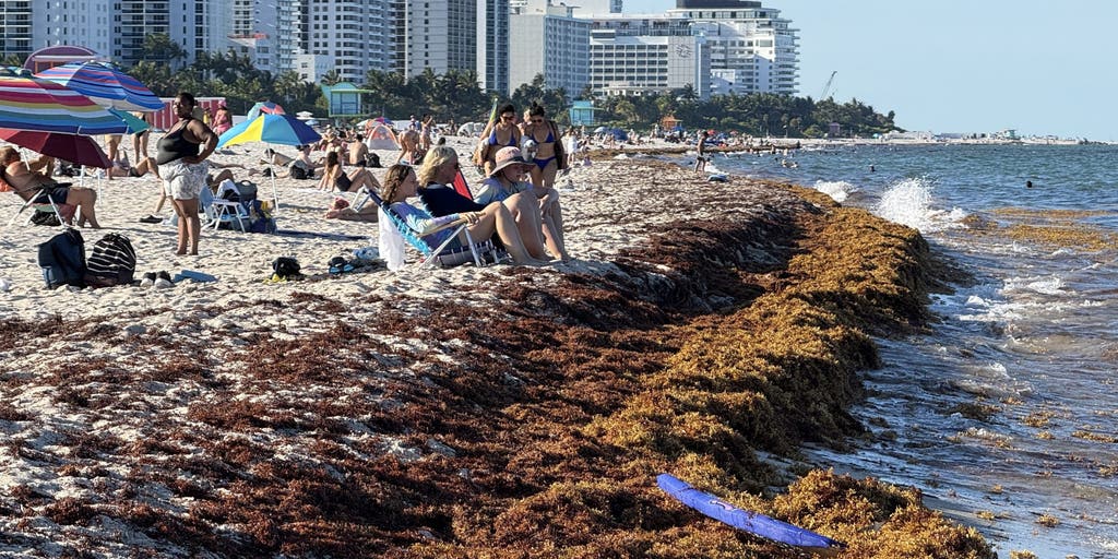 Smelly sargassum found on Fort Lauderdale, Florida beaches