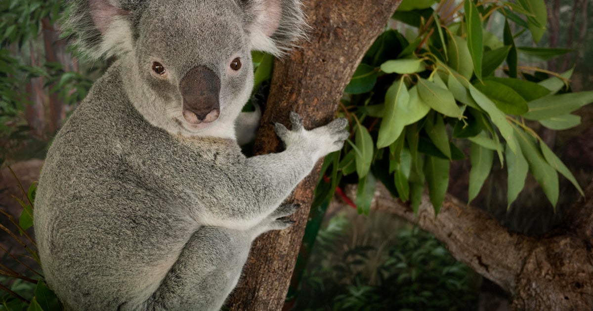 Zoo Miami closes for second day in a row due to bomb threat, will reopen Sunday with added security