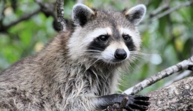Martin County, Florida reports rabies cases in raccoons