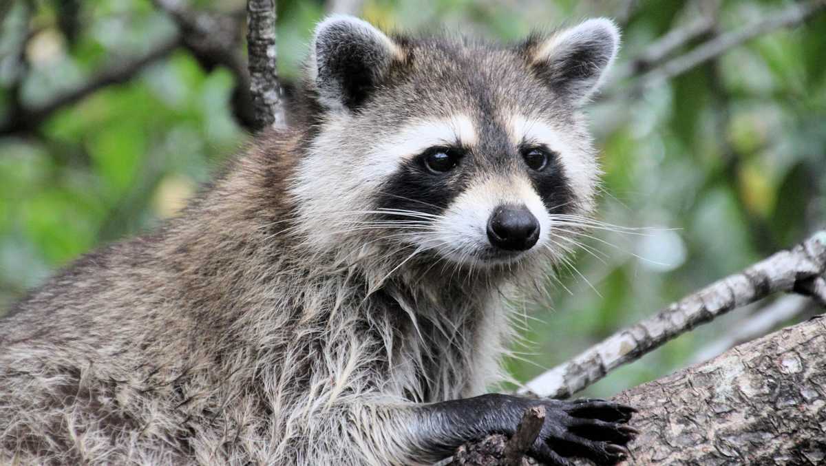 Martin County, Florida reports rabies cases in raccoons