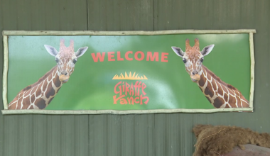 Newcomer Kai is a natural crowd pleaser at Giraffe Ranch