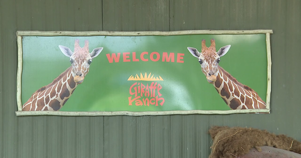 Newcomer Kai is a natural crowd pleaser at Giraffe Ranch