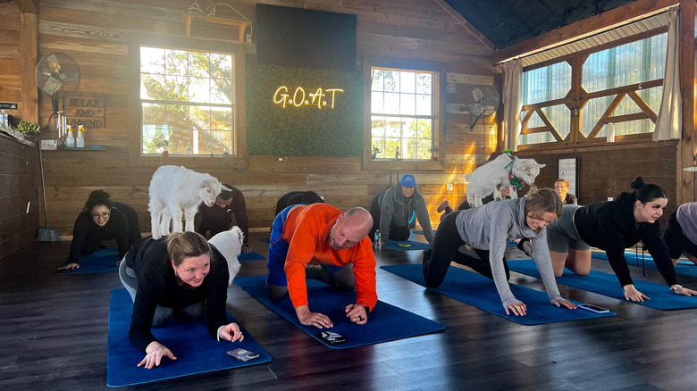 goats on people's backs while doing yoga