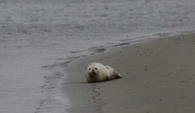 Harbor seal spotted on sandbar of Central Florida beach