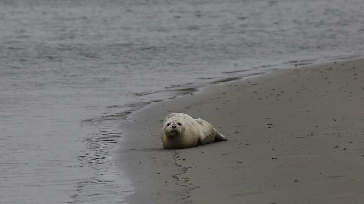 Harbor seal spotted on sandbar of Central Florida beach