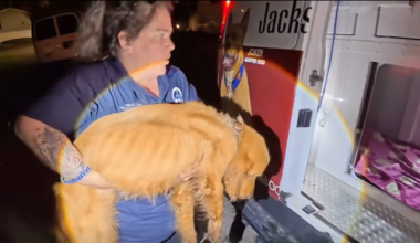 ACPS finds three dogs abandoned inside a Jacksonville home – Action News Jax