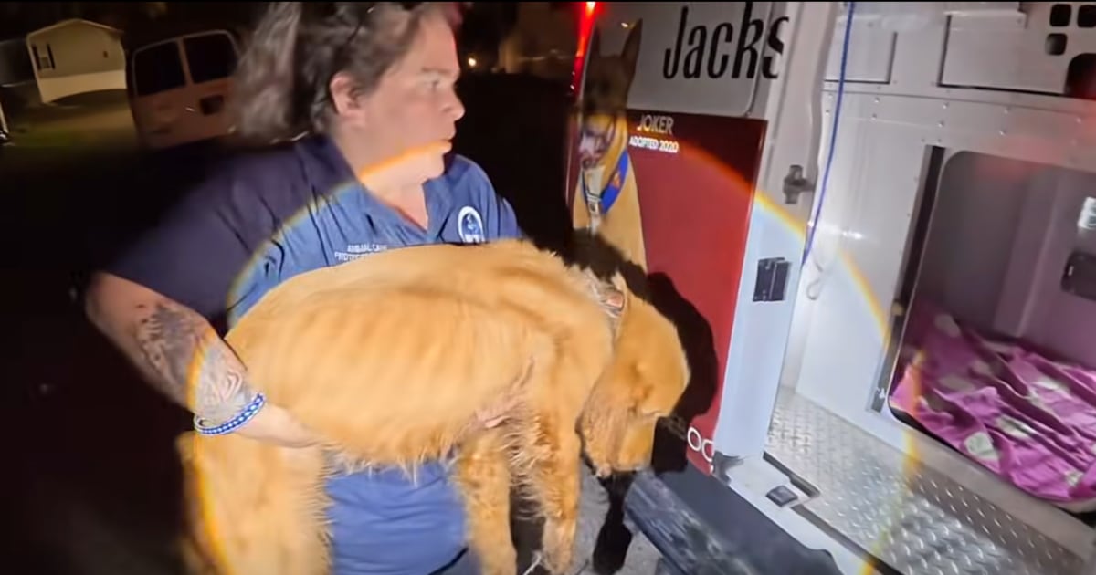 ACPS finds three dogs abandoned inside a Jacksonville home – Action News Jax