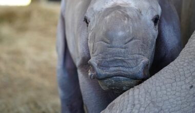 Kelele, Southern White Rhino Calf, Born at ZooTampa