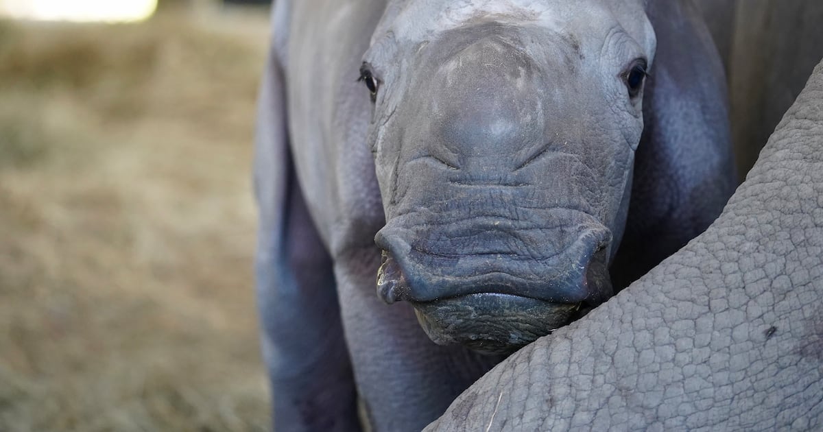 Kelele, Southern White Rhino Calf, Born at ZooTampa