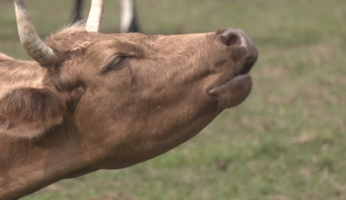Court makes ruling on Florida's lab-grown meat ban
