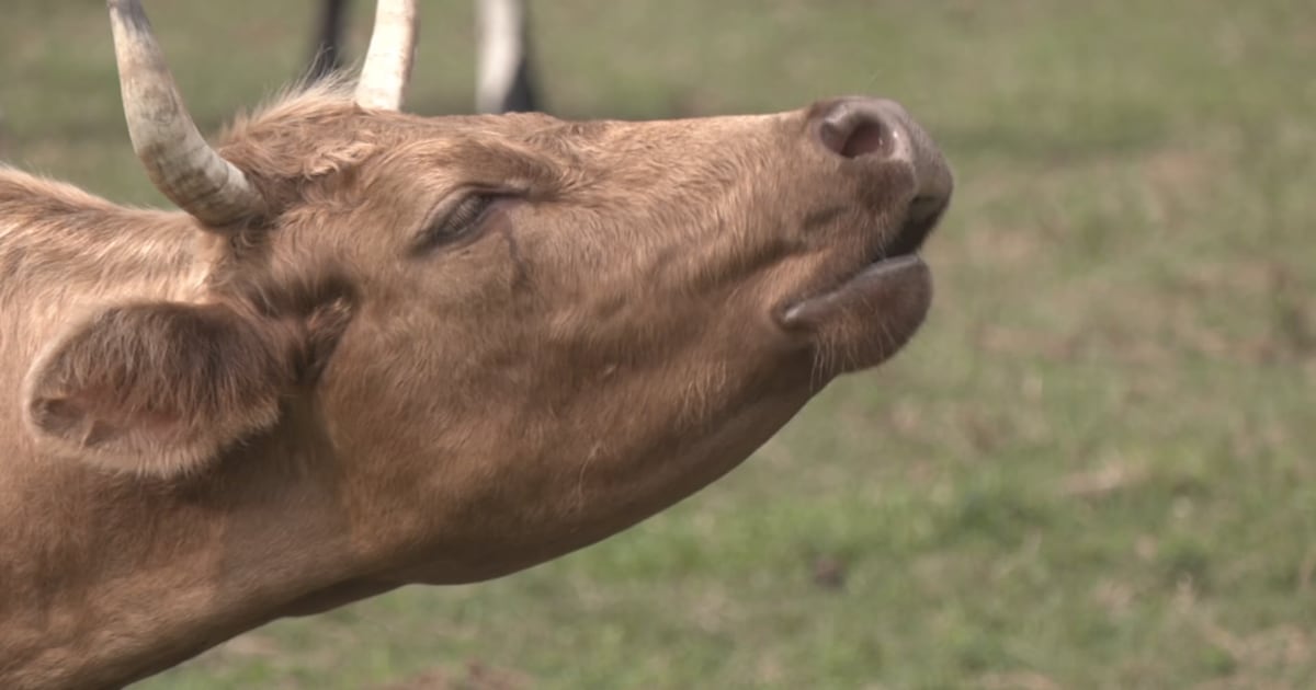 Court makes ruling on Florida's lab-grown meat ban