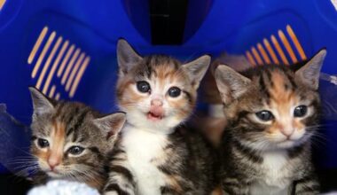 Jacksonville’s animal shelters warn community during kitten season – Action News Jax