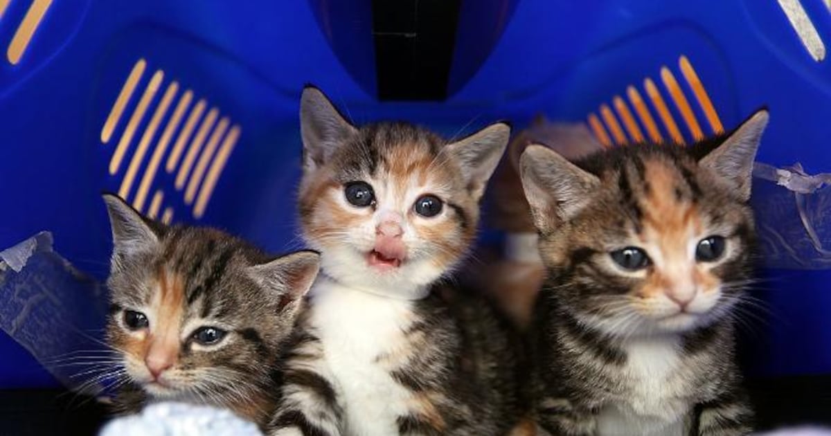 Jacksonville’s animal shelters warn community during kitten season – Action News Jax