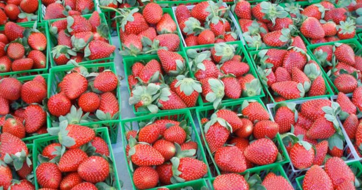 Longwood Strawberry Festival: A Family Affair
